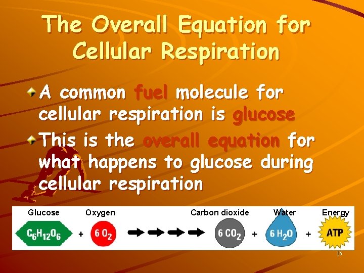 The Overall Equation for Cellular Respiration A common fuel molecule for cellular respiration is