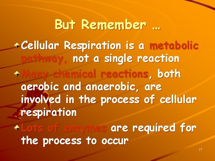 But Remember … Cellular Respiration is a metabolic pathway, not a single reaction Many
