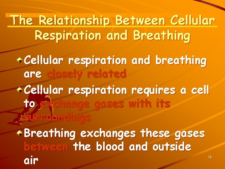 The Relationship Between Cellular Respiration and Breathing Cellular respiration and breathing are closely related