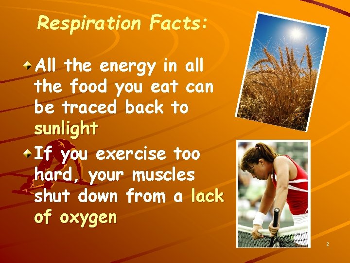 Respiration Facts: All the energy in all the food you eat can be traced