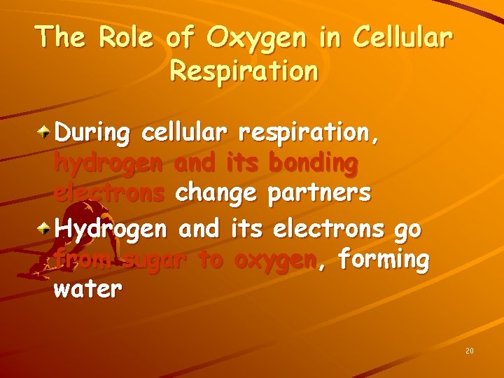 The Role of Oxygen in Cellular Respiration During cellular respiration, hydrogen and its bonding