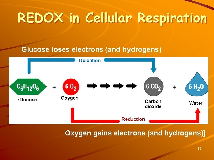 REDOX in Cellular Respiration Glucose loses electrons (and hydrogens) Oxidation Glucose Oxygen Carbon dioxide