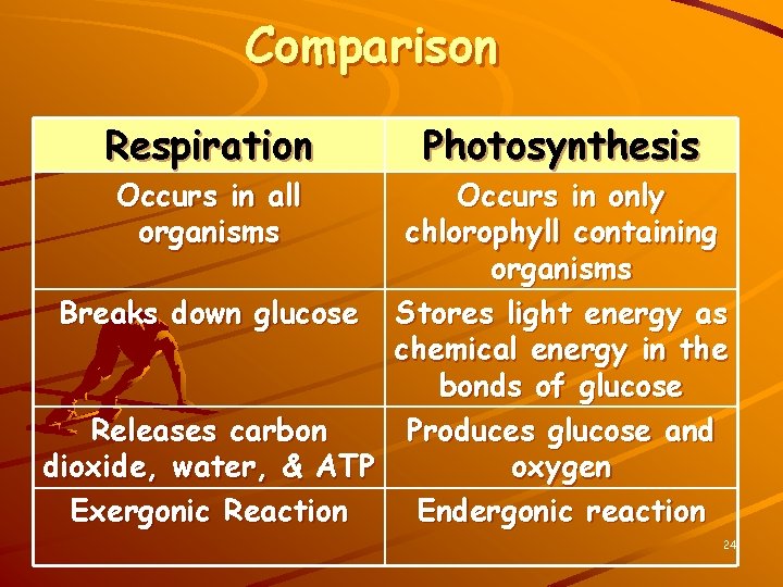 Comparison Respiration Occurs in all organisms Photosynthesis Occurs in only chlorophyll containing organisms Breaks
