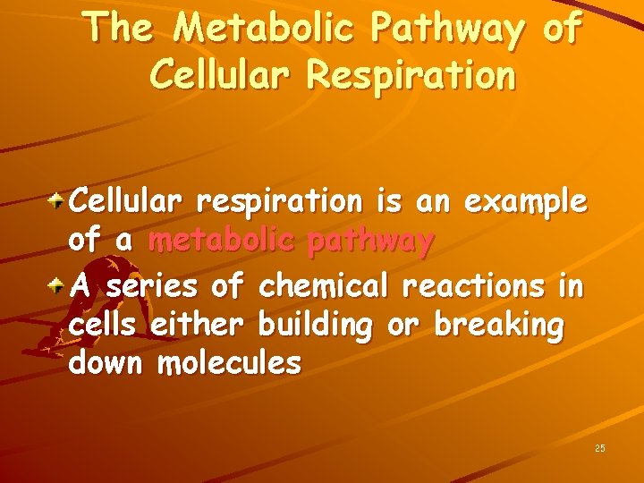 The Metabolic Pathway of Cellular Respiration Cellular respiration is an example of a metabolic