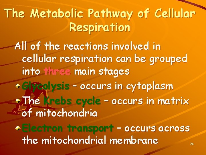 The Metabolic Pathway of Cellular Respiration All of the reactions involved in cellular respiration