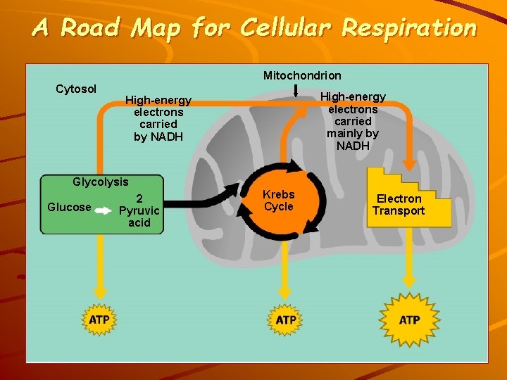 A Road Map for Cellular Respiration Mitochondrion Cytosol High-energy electrons carried mainly by NADH