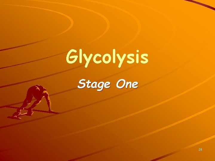 Glycolysis Stage One 28 