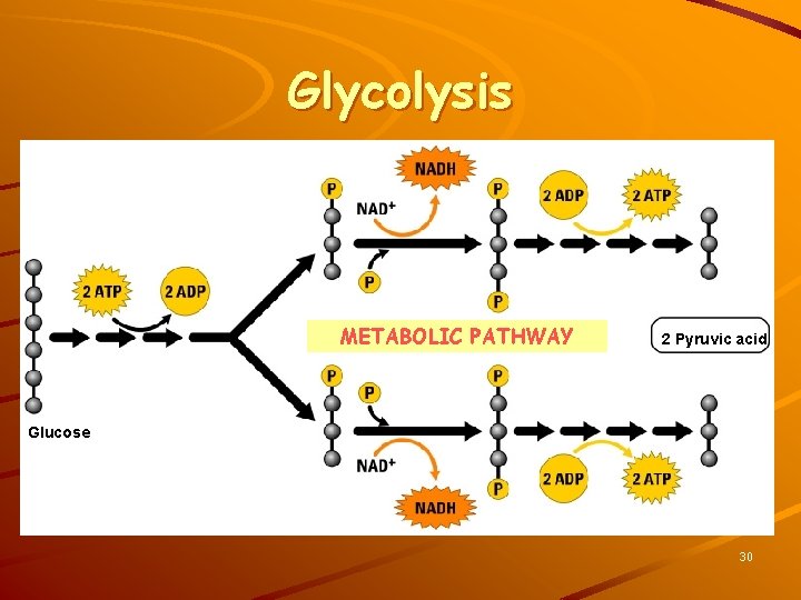 Glycolysis METABOLIC PATHWAY 2 Pyruvic acid Glucose 30 