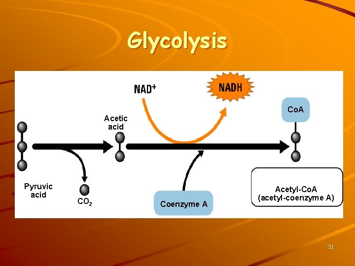 Glycolysis Co. A Acetic acid Pyruvic acid CO 2 Coenzyme A Acetyl-Co. A (acetyl-coenzyme