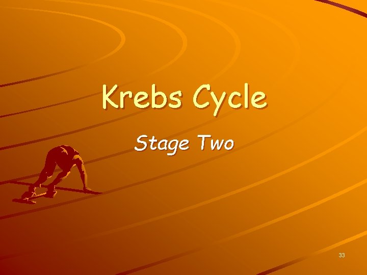 Krebs Cycle Stage Two 33 