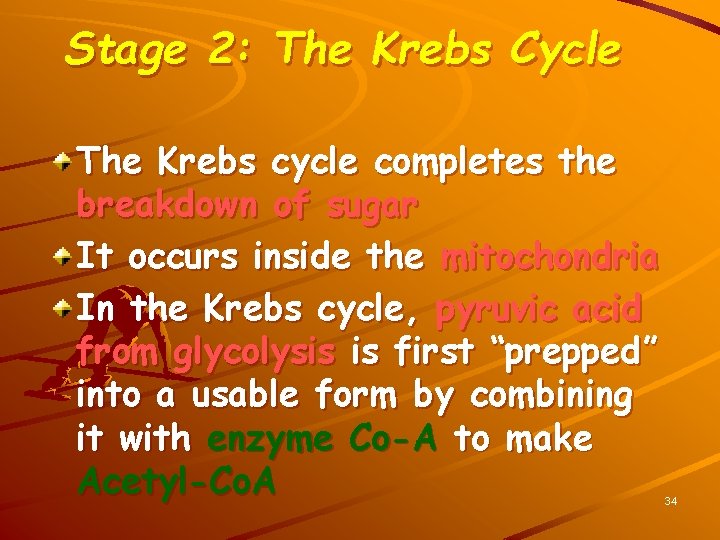 Stage 2: The Krebs Cycle The Krebs cycle completes the breakdown of sugar It