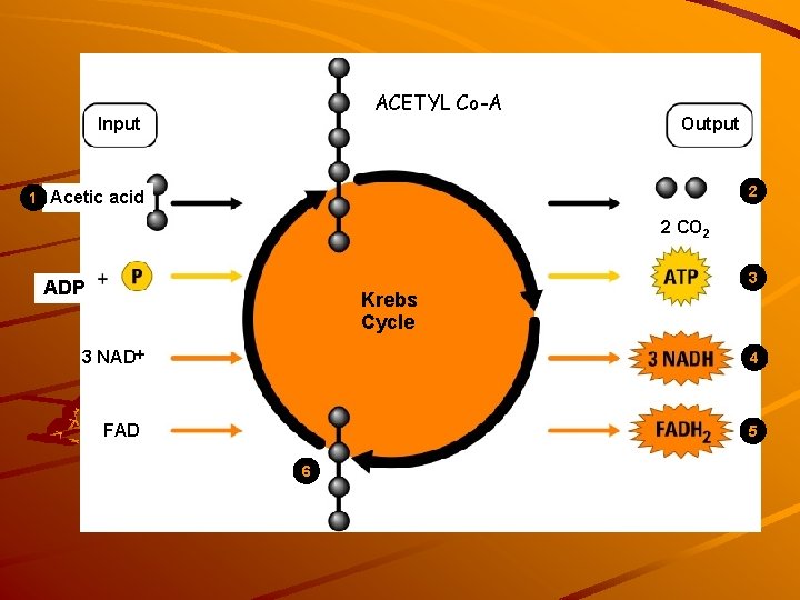 ACETYL Co-A Input Output 2 1 Acetic acid 2 CO 2 3 ADP Krebs