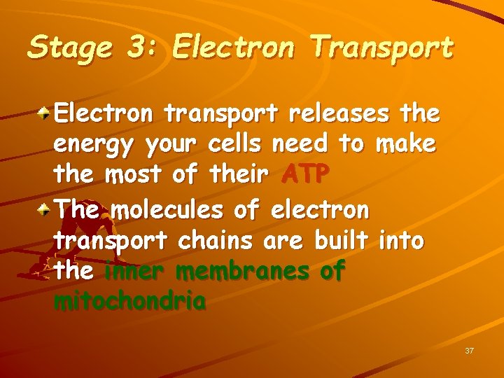 Stage 3: Electron Transport Electron transport releases the energy your cells need to make
