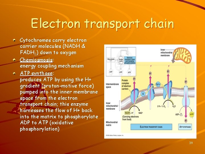 Electron transport chain Cytochromes carry electron carrier molecules (NADH & FADH 2) down to