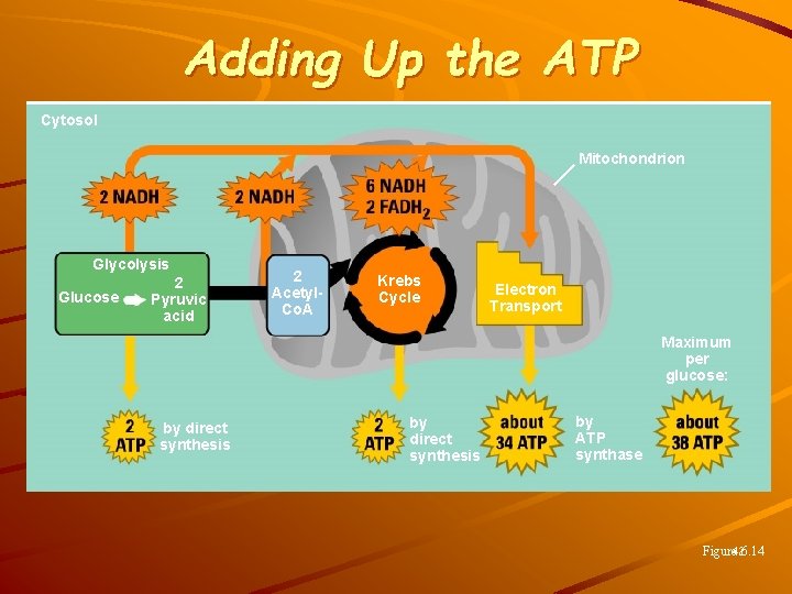 Adding Up the ATP Cytosol Mitochondrion Glycolysis Glucose 2 Pyruvic acid 2 Acetyl. Co.