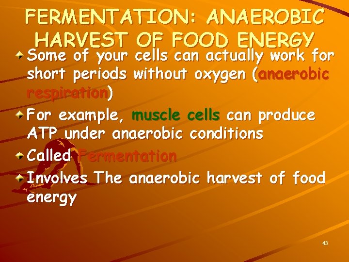 FERMENTATION: ANAEROBIC HARVEST OF FOOD ENERGY Some of your cells can actually work for