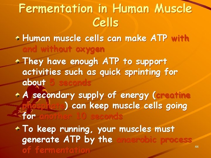 Fermentation in Human Muscle Cells Human muscle cells can make ATP with and without