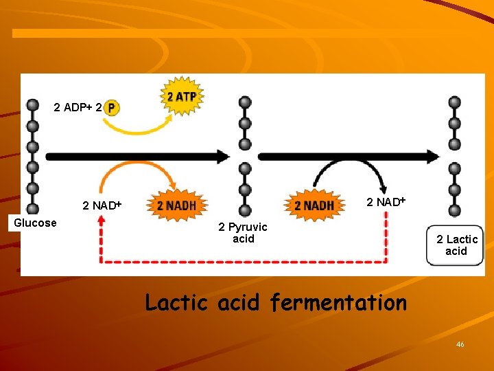 2 ADP+ 2 Glycolysis 2 NAD Glucose 2 Pyruvic acid + 2 H 2
