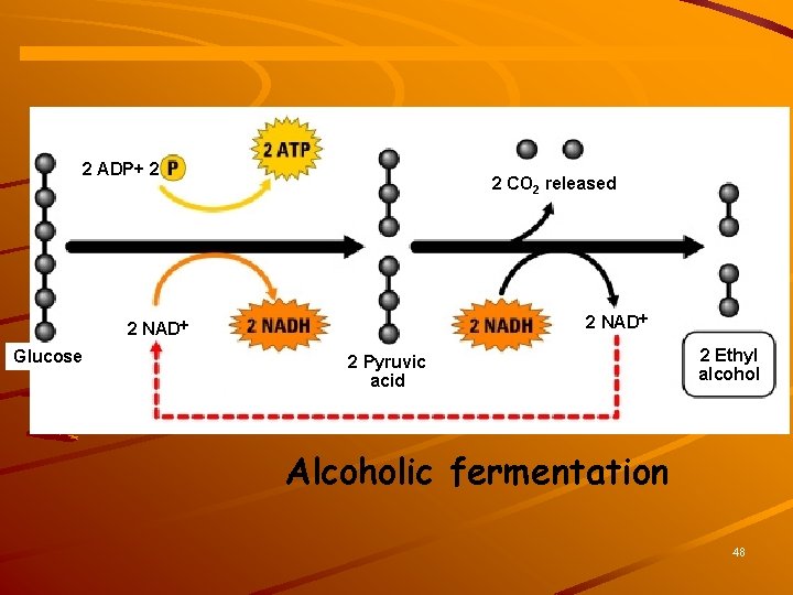 2 ADP+ 2 2 ATP 2 CO 2 released Glycolysis 2 NAD Glucose 2