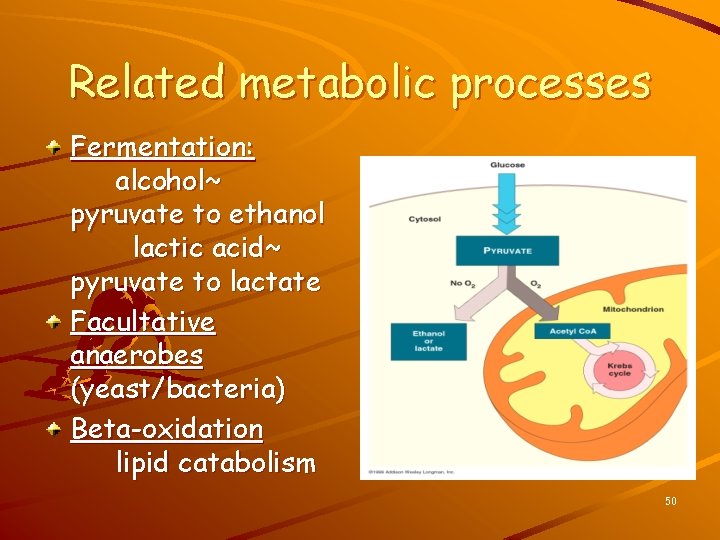 Related metabolic processes Fermentation: alcohol~ pyruvate to ethanol lactic acid~ pyruvate to lactate Facultative