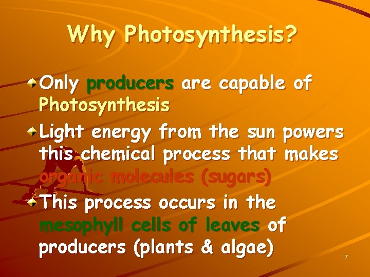 Why Photosynthesis? Only producers are capable of Photosynthesis Light energy from the sun powers