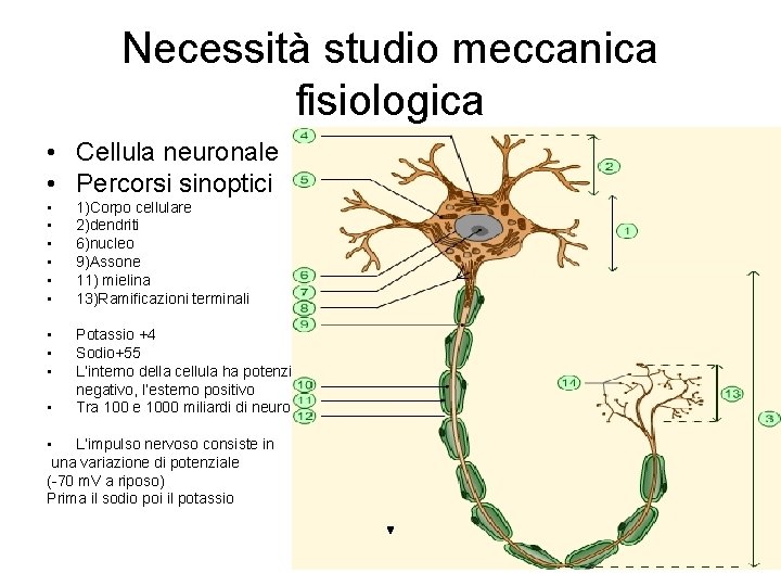 Necessità studio meccanica fisiologica • Cellula neuronale • Percorsi sinoptici • • • 1)Corpo