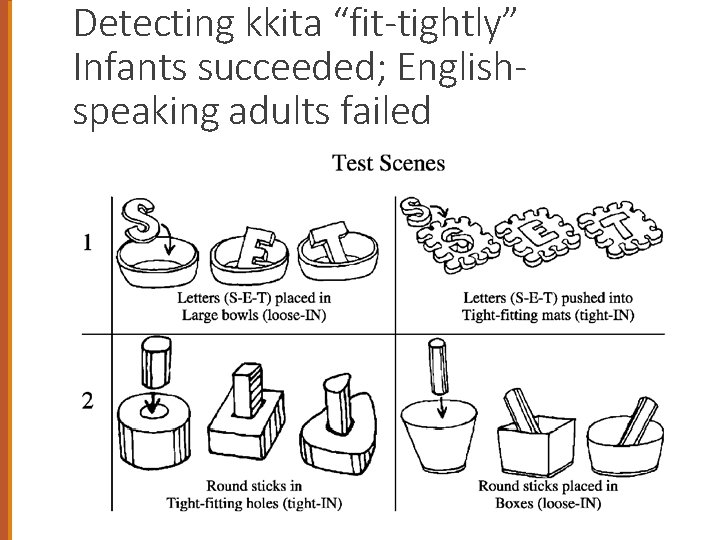 Detecting kkita “fit-tightly” Infants succeeded; Englishspeaking adults failed 