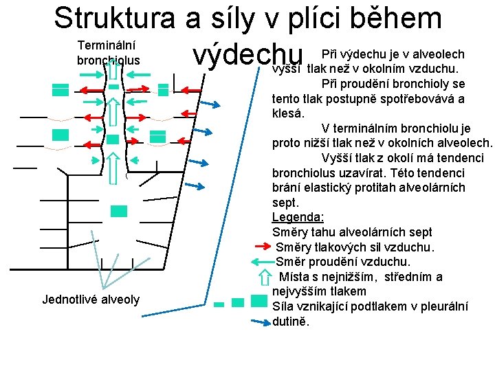 Struktura a síly v plíci během Terminální Při výdechu je v alveolech výdechu bronchiolus