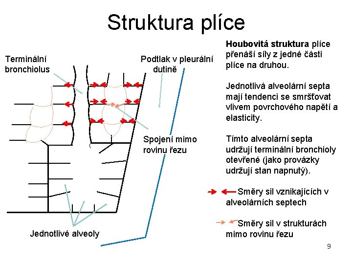 Struktura plíce Terminální bronchiolus Podtlak v pleurální dutině Houbovitá struktura plíce přenáší síly z