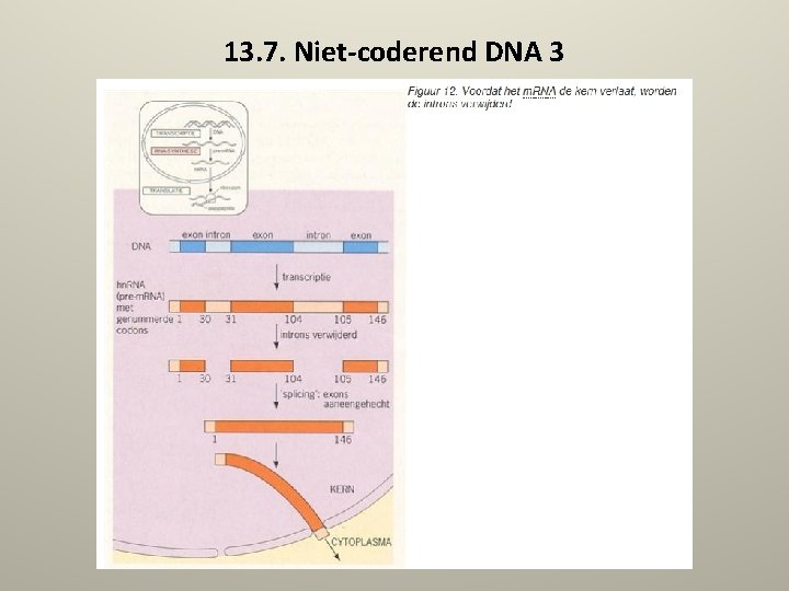 13. 7. Niet-coderend DNA 3 