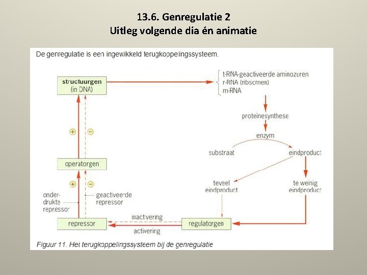 13. 6. Genregulatie 2 Uitleg volgende dia én animatie 