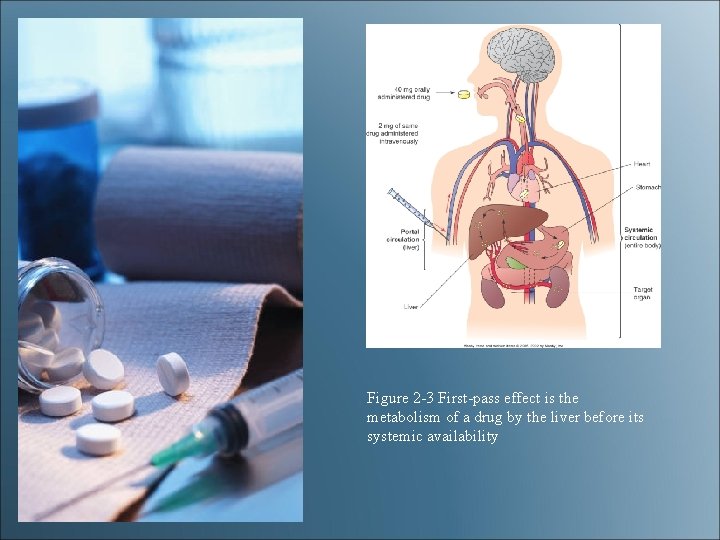 Figure 2 -3 First-pass effect is the metabolism of a drug by the liver Figure 2 -3 First-pass effect is the metabolism of a drug by the liver
