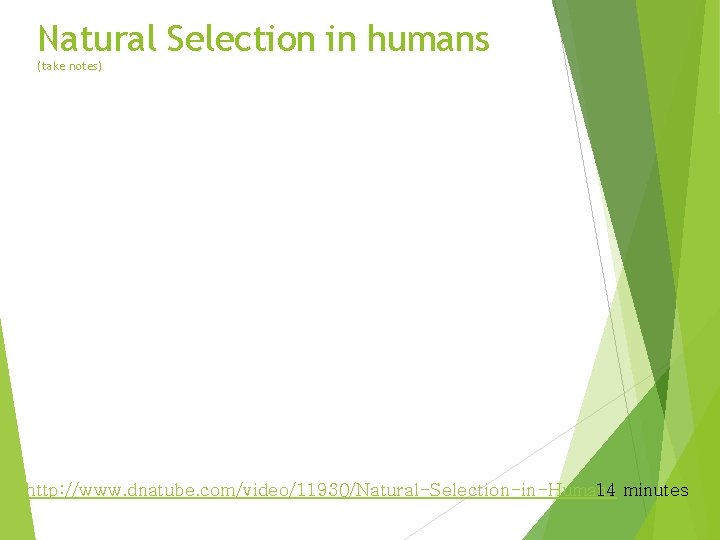 Natural Selection in humans (take notes) http: //www. dnatube. com/video/11930/Natural-Selection-in-Humans 14 minutes Natural Selection in humans (take notes) http: //www. dnatube. com/video/11930/Natural-Selection-in-Humans 14 minutes