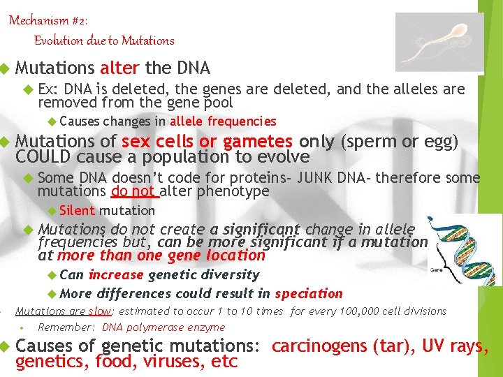 Mechanism #2: Evolution due to Mutations alter the DNA Ex: DNA is deleted, the Mechanism #2: Evolution due to Mutations alter the DNA Ex: DNA is deleted, the