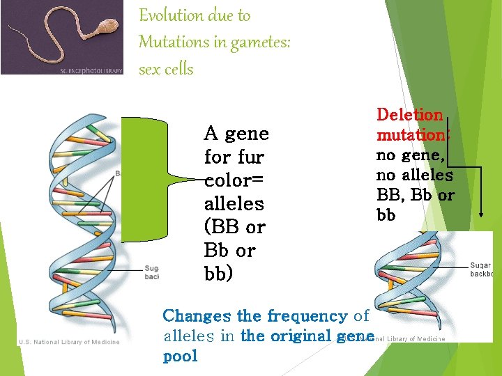 Evolution due to Mutations in gametes: sex cells A gene for fur color= alleles Evolution due to Mutations in gametes: sex cells A gene for fur color= alleles
