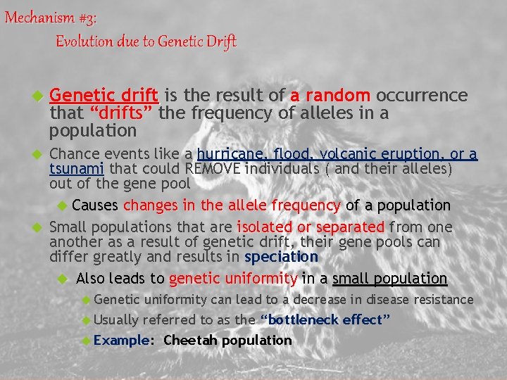 Mechanism #3: Evolution due to Genetic Drift Genetic drift is the result of a Mechanism #3: Evolution due to Genetic Drift Genetic drift is the result of a