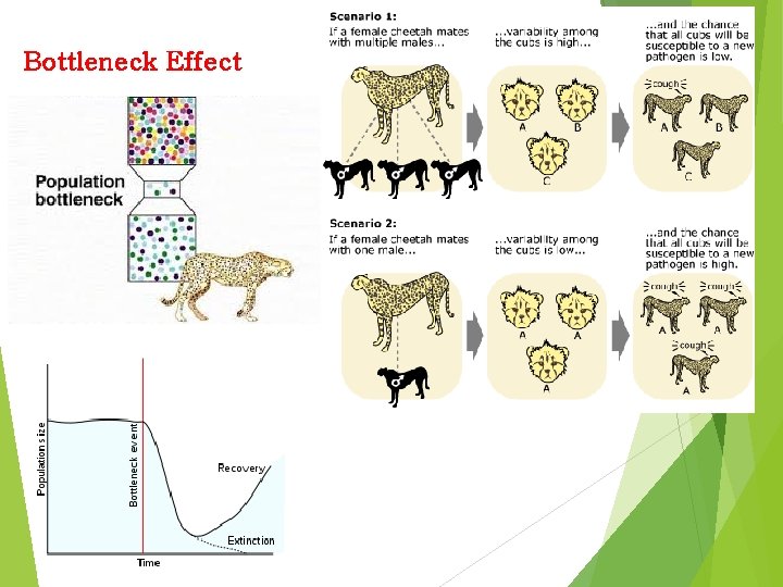Bottleneck Effect Bottleneck Effect