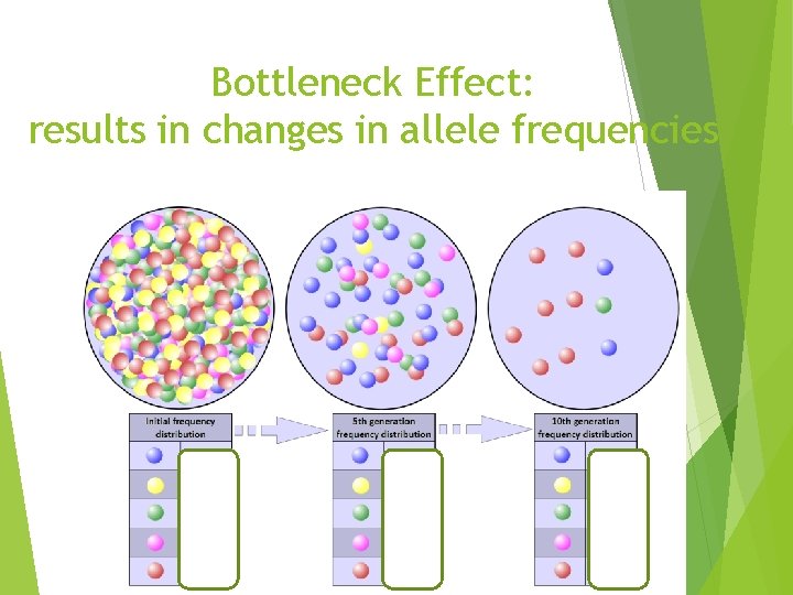 Bottleneck Effect: results in changes in allele frequencies Bottleneck Effect: results in changes in allele frequencies