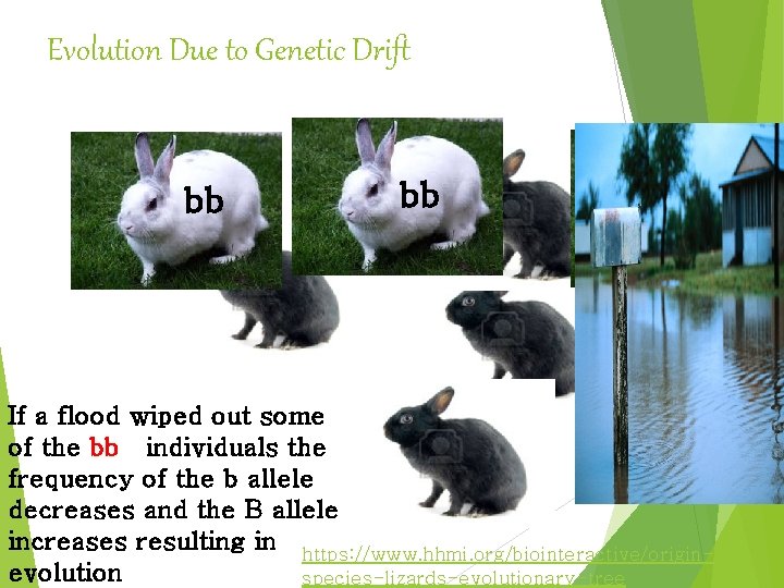 Evolution Due to Genetic Drift bb bb If a flood wiped out some of Evolution Due to Genetic Drift bb bb If a flood wiped out some of