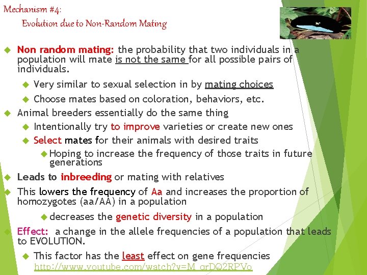 Mechanism #4: Evolution due to Non-Random Mating Non random mating: the probability that two Mechanism #4: Evolution due to Non-Random Mating Non random mating: the probability that two