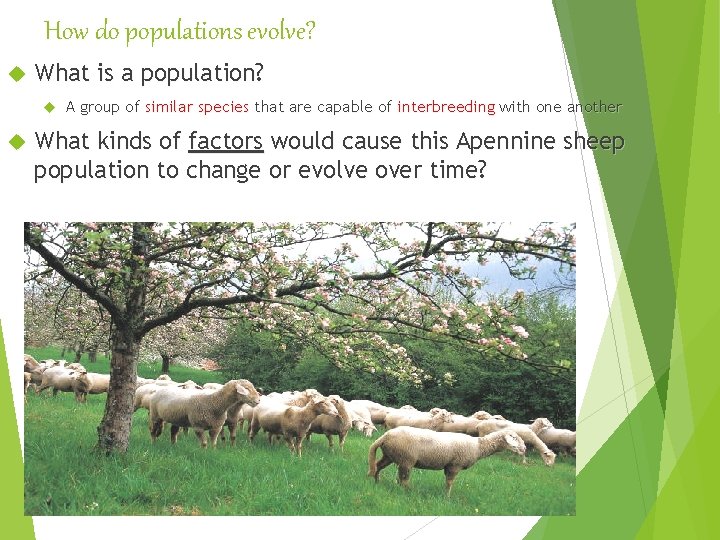 How do populations evolve? What is a population? A group of similar species that How do populations evolve? What is a population? A group of similar species that