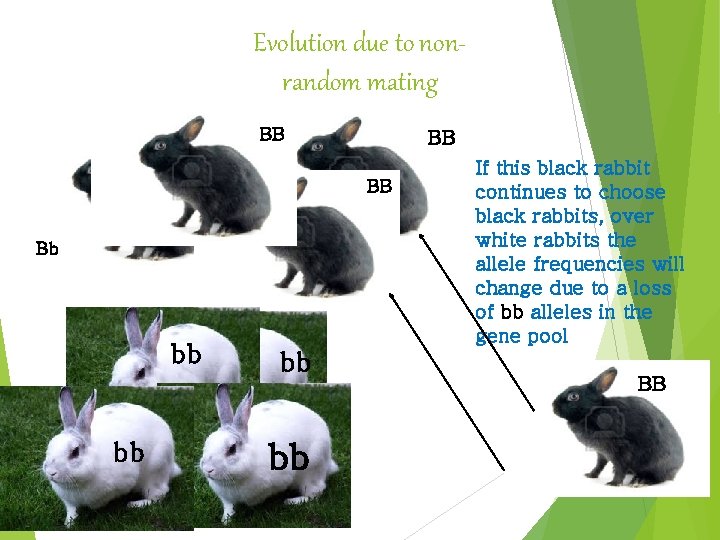 Evolution due to nonrandom mating BB BB BB Bb bb bb If this black Evolution due to nonrandom mating BB BB BB Bb bb bb If this black