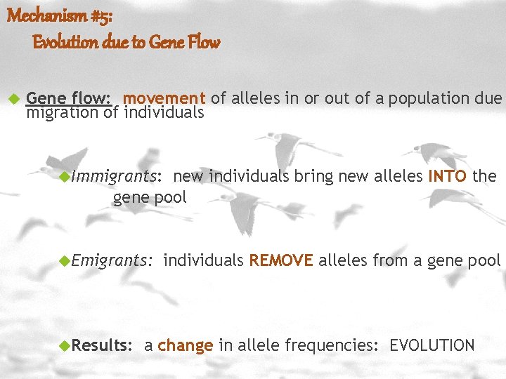 Mechanism #5: Evolution due to Gene Flow Gene flow: movement of alleles in or Mechanism #5: Evolution due to Gene Flow Gene flow: movement of alleles in or