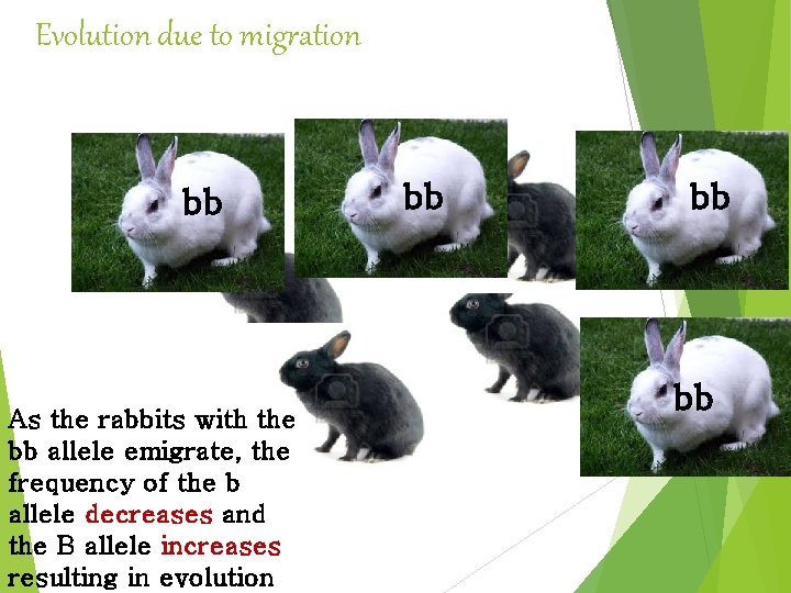 Evolution due to migration bb As the rabbits with the bb allele emigrate, the Evolution due to migration bb As the rabbits with the bb allele emigrate, the
