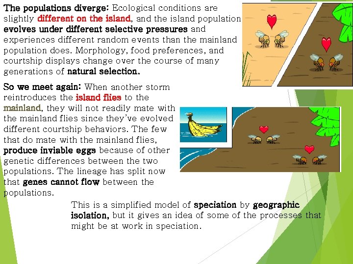 The populations diverge: Ecological conditions are slightly different on the island, and the island The populations diverge: Ecological conditions are slightly different on the island, and the island