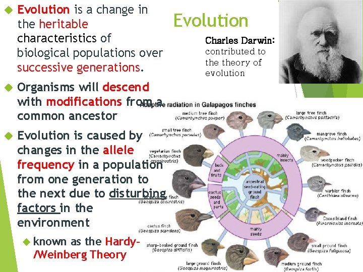 Evolution is a change in the heritable characteristics of biological populations over successive Evolution is a change in the heritable characteristics of biological populations over successive