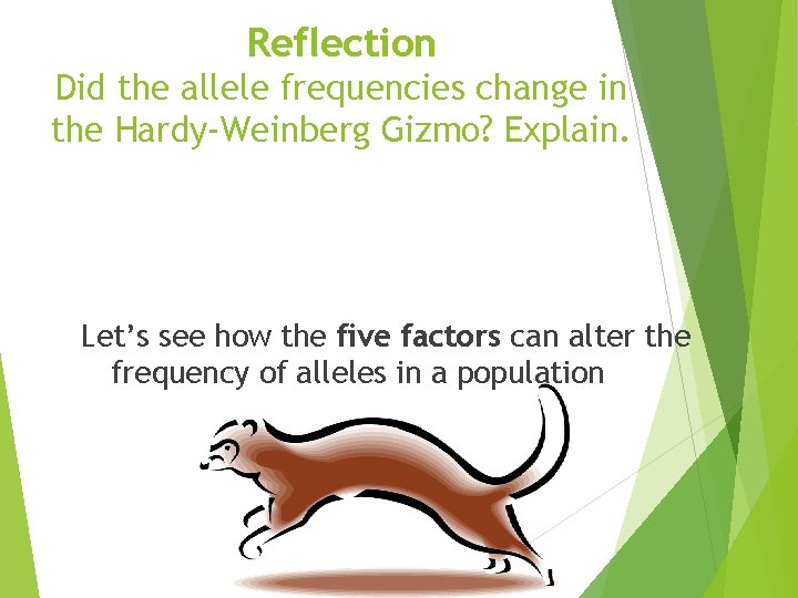 Reflection Did the allele frequencies change in the Hardy-Weinberg Gizmo? Explain. Let’s see how Reflection Did the allele frequencies change in the Hardy-Weinberg Gizmo? Explain. Let’s see how