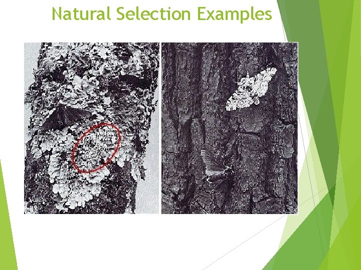 Natural Selection Examples Natural Selection Examples