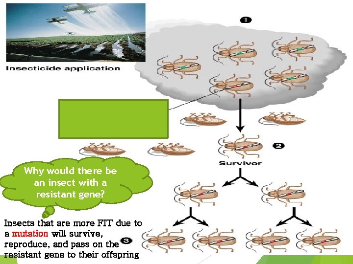 Why would there be an insect with a resistant gene? Insects that are more Why would there be an insect with a resistant gene? Insects that are more
