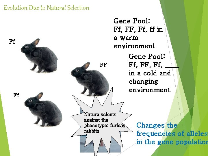 Evolution Due to Natural Selection Gene Pool: Ff, FF, Ff, ff in a warm Evolution Due to Natural Selection Gene Pool: Ff, FF, Ff, ff in a warm